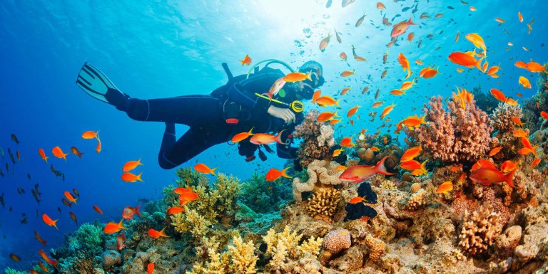 Explore a Vibrant Underwater World in Andaman's Best Boat Diving Sites