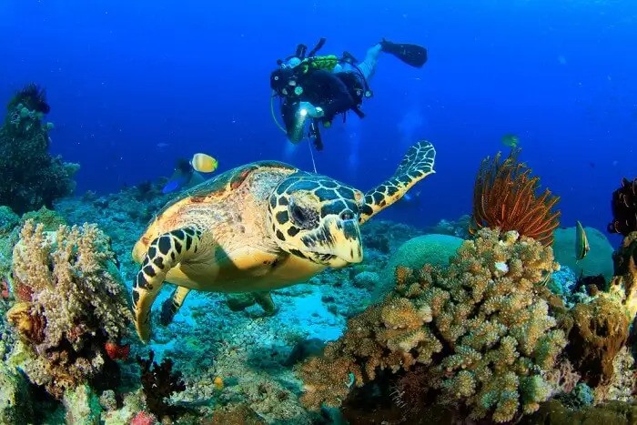 Why Should you go for PADI Open Water Scuba Diving Certification