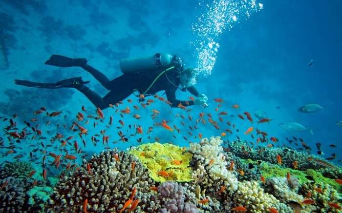 A Refreshing Escape: Experience Diving in Andaman's Pristine Waters