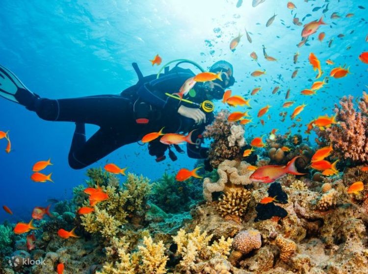 Cost of Scuba Diving in Andaman Islands