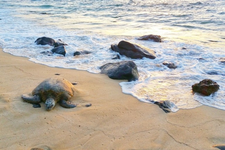 Things to do at Turtle Beach, Havelock Island