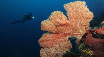 Top Tips for Night Diving