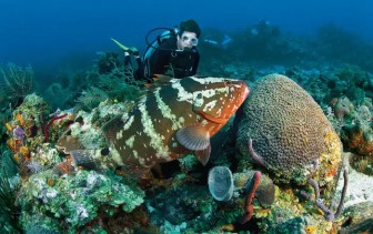 Dive into India's Pristine Waters: Best Scuba Diving Locations
