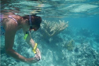 Cost of Snorkelling in the Andaman Islands