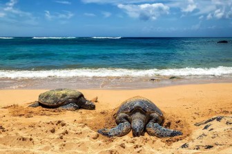 How to reach Turtle Beach