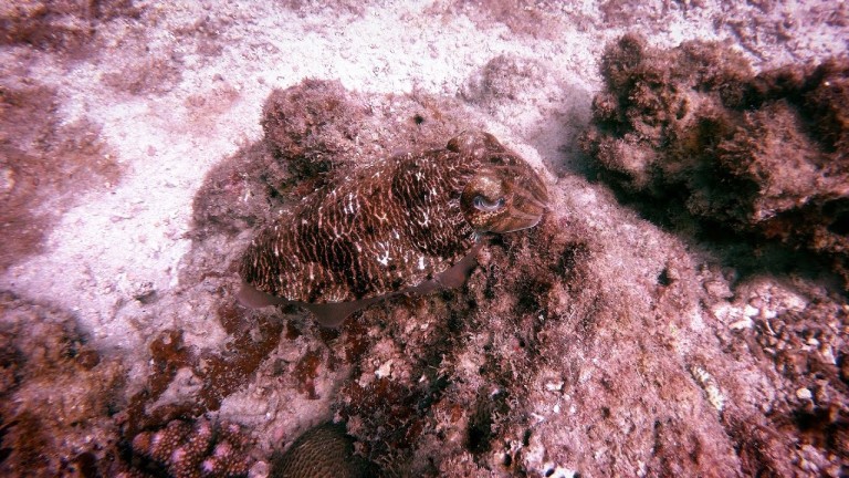 Scuba Diving in Red Pillar