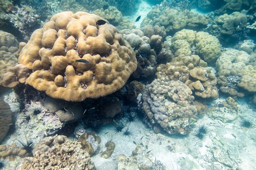 Scuba Diving in Pilot Reef