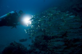 PADI Night Diver Course in Andaman & Nicobar Islands