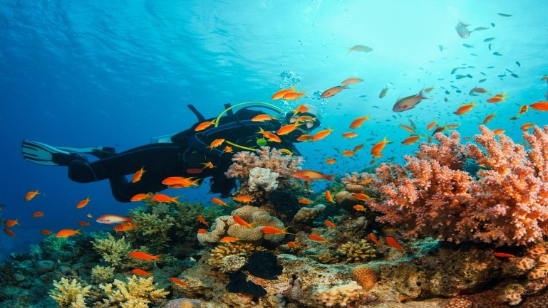 4 Dives Scuba Diving Packages in Havelock Island