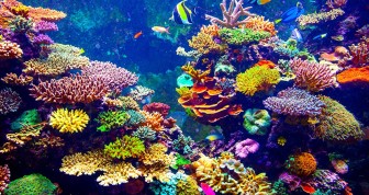 8 Dives Scuba Diving Packages in Neil Island (Fun Dive)
