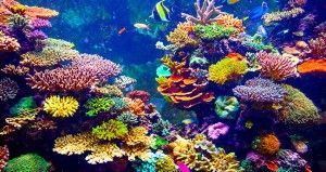 PADI Underwater Photography Specialty Course in Havelock Island