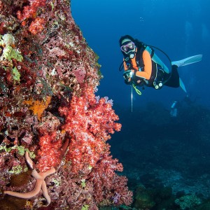 Scuba Dive in Havelock Island - Shore Dive (Try Dive)