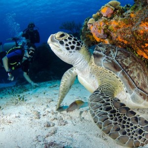 Boat Diving At Turtle Beach (Try Dive)