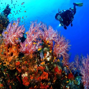 Snorkelling At Nemo Beach (Swaraj Dweep) At Shore