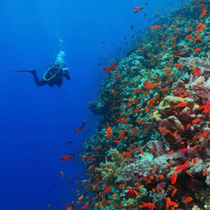 Snorkelling At Tribe Gate (Swaraj Dweep) By Boat